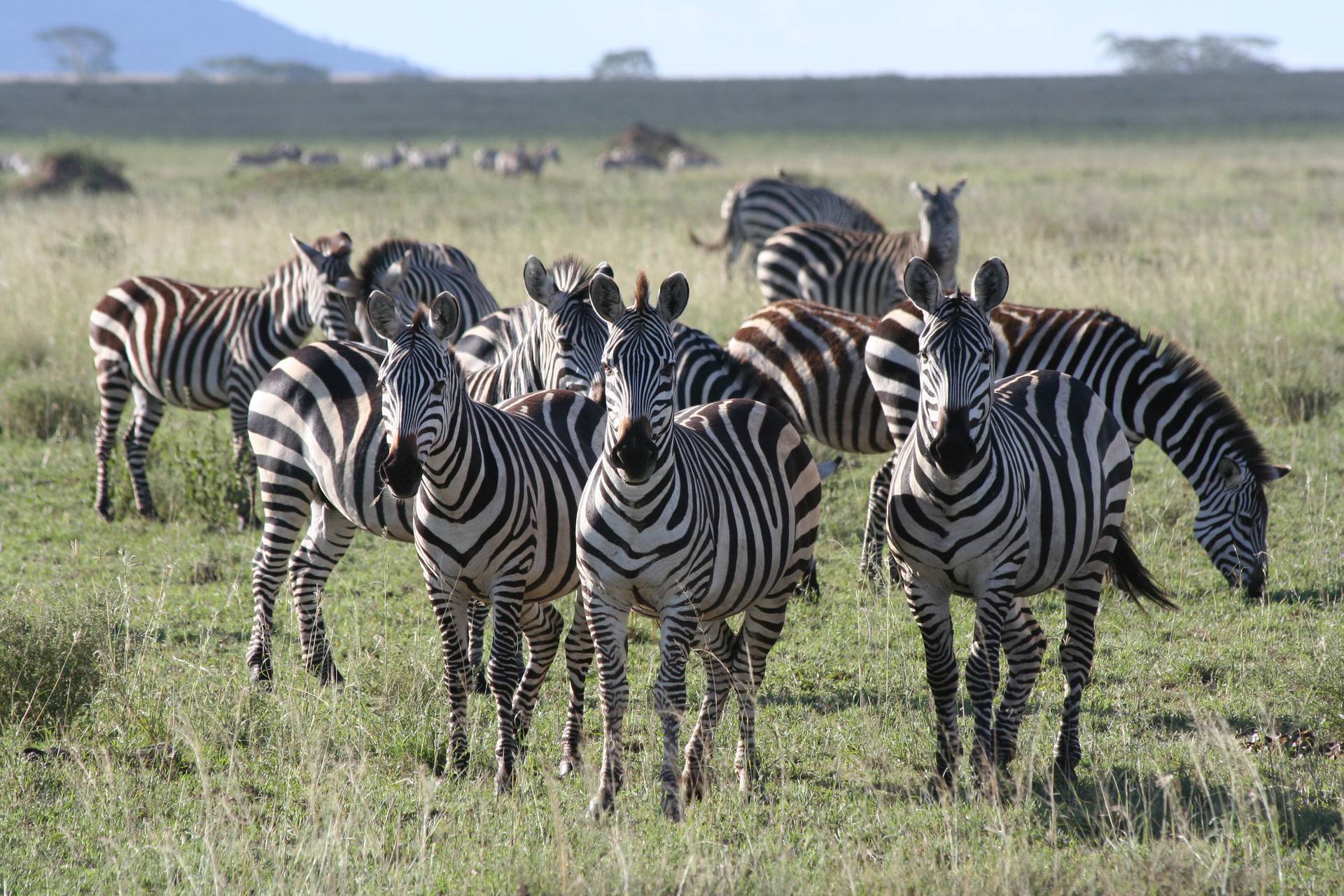 6 Days Serengeti, Ngorongoro & Tarangire Expedition